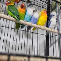 کوتوله رنگی|پرنده|زاهدان, |دیوار