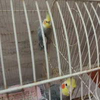 عروس هلندی