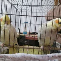 فروش عروس هلندی