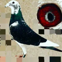 جان اردن خالص|پرنده|برازجان, |دیوار