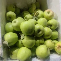 میوه سیب و انگور تازه بار تاکستان محصول خودم|خوردنی و آشامیدنی|اسلام‌شهر, شهرک سعیدیه|دیوار