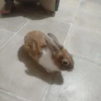 خرگوش