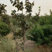 فوری باغچه۸۵۰متر پیشک ماهدشت کرج/معاوضه با خودرو