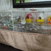 فنچ|پرنده|مشهد, زیبا شهر|دیوار