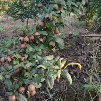 ازگیل پیوندی