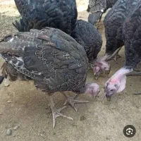 بوقلمون ۶۰روزه واکسینه