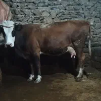 گاو وگوساله نر  گاو 3شکم 10کیلو شیر|حیوانات مزرعه|خاو و میرآباد, |دیوار