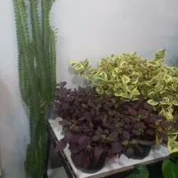 گلهای اپارتمانی ارزانتر از گلخونها