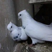 جفت طوق الماسی جوان|پرنده|اهواز, بهارستان|دیوار