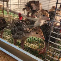 جوجه بوقلمون ۲۰ روزه برنز و بوربون|حیوانات مزرعه|بابل, |دیوار