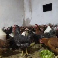 مرغ محلی 7ماهه واکسن زده