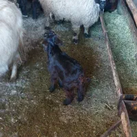 بزغاله بره|حیوانات مزرعه|فرخ‌شهر, |دیوار