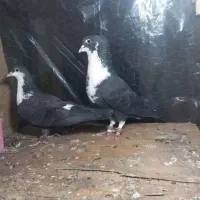 کفتر  معاوضه با 12تا کفتر تهرانی هم دارم|پرنده|پاکدشت, پاکدشت (مامازند)|دیوار