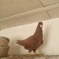 سرخ دم سفید جفت نر