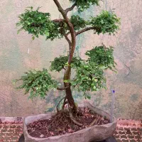 ساخت انواع گلدان بونسای.بنسای