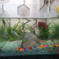 آکواریوم با ماهی