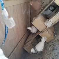 کبوتر طوقی شیش دونگ