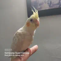 عروس هلندی دستی نر