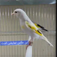 سهره سفید ایرانی ۱ ساله نر|پرنده|اصفهان, ارداجی|دیوار