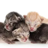 پنج عدد بچه گربه خانگی