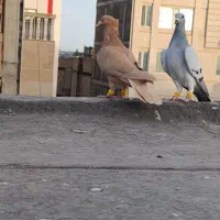 زرد اصلی ماده *سرونج ماده