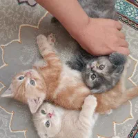 ماده طوسی رنگ اسکاتیش پرشین (فولد و آنفولد)