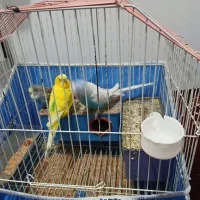 مرغ عشق