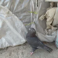 سوسکی سیاه|پرنده|بجنورد, |دیوار