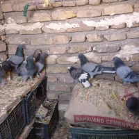 کبوتر|پرنده|گیان, |دیوار