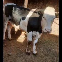 گاو گوساله