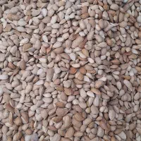 بادام درختی|خوردنی و آشامیدنی|محمدشهر, ولدآباد|دیوار