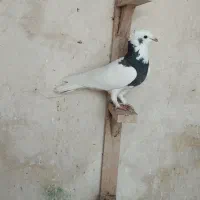 کفتر طوقی|پرنده|شیراز, میانرود|دیوار