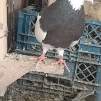 کبوتر