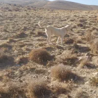 توله عراقی ماده