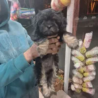 سگ گمشده پیدا شده