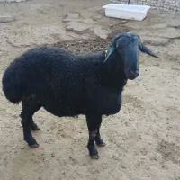 بره قوچ|حیوانات مزرعه|باغ حلی, |دیوار