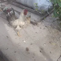 حیوانات مزرعه