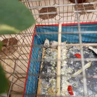 فنج 5 عدد قیمت مناسب|پرنده|شیراز, مسلم|دیوار