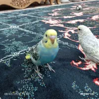 جوجه مرغ عشق