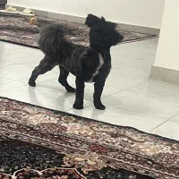 سگ شیتزواشپیتزر