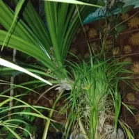 گلهای قیمتی یوکا 4عدفین 1عددنخل 1عددپیتوس4عدد