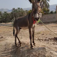 الاغ فروشی