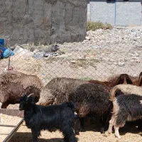 گوسفند چاق درجه یک|حیوانات مزرعه|دورود, |دیوار