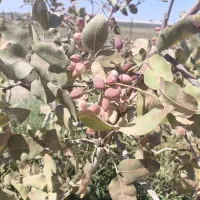 باغ-پسته-1000-متری