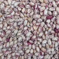 لوبیا‌درجه‌۱‌