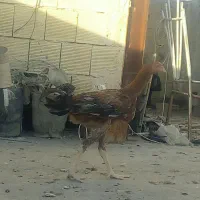 لاری|حیوانات مزرعه|مشهد, توس (بلوار توس)|دیوار
