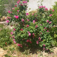 باغ توت و انگور با آب ملکی یک و نیم هکتار قاهان