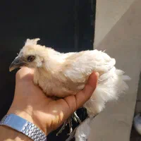 جوجه سلطان فقط 3 تا