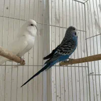 مرغ عشق انگلیسی
