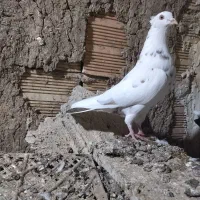 نرو ماده عتیقه